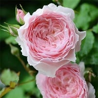 Image 2 of Pre-Order - MISAKI ROSE