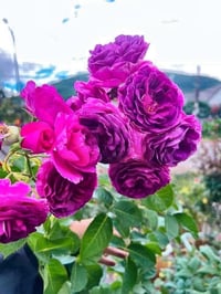 Image 2 of Pre-Order - MINERVA ROSE