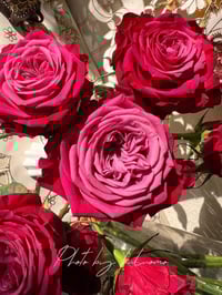 Image 2 of SUSAN ROSE