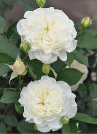 Image 3 of SUR LA NEIGE ROSE