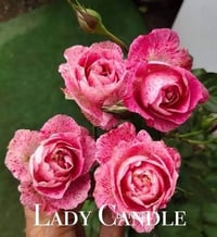 Image 3 of LADY CANDLE ROSE