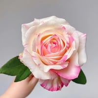 Image 3 of Pre-Order - NI CHANG ROSE