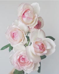 Image 3 of Pre-Order - LAROSE OPTIMISTE ROSE