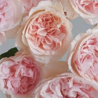 Image 3 of BLUSH SNOW ROSE