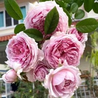 Image 3 of SPIRIT OF FREEDOM CLIMBING ROSE (Ausbite)