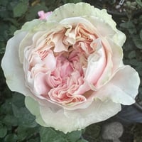 Image 3 of CHIFFON ROSE