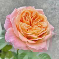 Image 3 of VICTORIAN SECRET ROSE