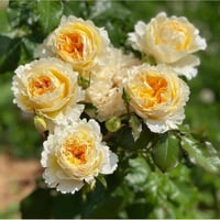 Image 3 of Pre-Order - BEATRICE ROSE