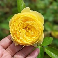 Image 3 of Pre-Order - CATALINA ROSE