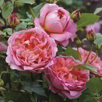 Image 3 of BOSCOBEL ROSE (Auscousin)