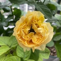 Image 3 of ALL FOUR ROMANCE ROSE