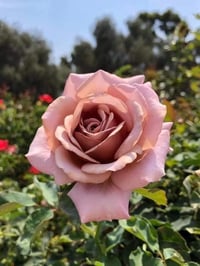Image 3 of KOKO LOKO ROSE