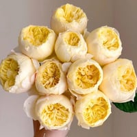 Image 3 of BIRD CHIRP aka QUE JIU ROSE