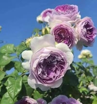 Image 3 of Pre-Order - BLUEMOON STONE ROSE