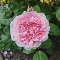 Image 3 of Pre-Order - MIRANDA (Ausimmon)