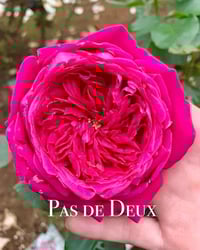Image 3 of PAS DE DEUX ROSE