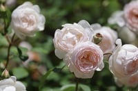 Image 3 of DESDEMONA ROSE (Auskindling)