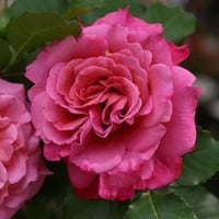 Image 3 of AGNES SCHILLINGER ROSE