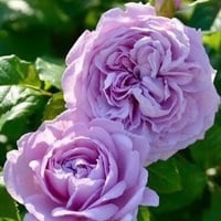 Image 2 of Pre-Order -  LE CIEL BLEU aka BLUE SKY