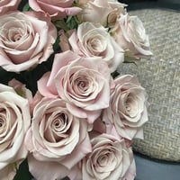 Image 3 of Pre-Order - MENTA ROSE