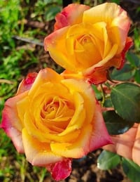 Image 3 of Pre-Order - JOKER ROSE