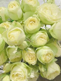 Image 3 of CREAMY EDEN ROSE