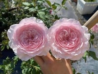 Image 3 of Pre-Order - MISAKI ROSE