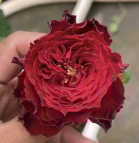 Image 3 of DARCULA’S KISS ROSE