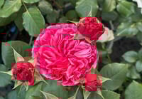 Image 3 of AUDREY FLEUROT ROSE