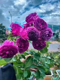 Image 3 of Pre-Order - MINERVA ROSE