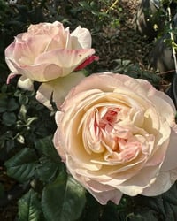 Image 3 of Pre-Order - KEIRA ROSE  (AUSboxer) 