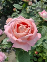 Image 3 of AMAZING GRACE ROSE