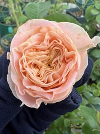 Image 3 of MICKEY BUBBLE ROSE