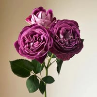 Image 3 of HUDDERSFIELD CHORAL SOCIETY ROSE