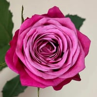 Image 3 of SUSAN ROSE