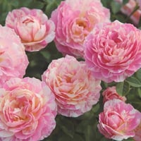 Image 1 of Pre-Order - CLAUDE MONET ROSE