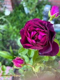 Image 3 of Pre-Order - EBB TIDE ROSE
