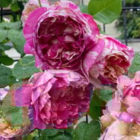 Image 3 of Pre-Order - EDOUARD MANET ROSE