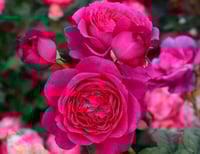 Image 4 of Pre-Order - GOSPEL ROSE