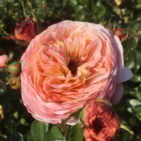 Image 3 of DOMAINE DE CHANTILLY ROSE