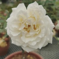 Image 4 of SUR LA NEIGE ROSE