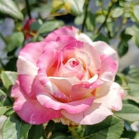 Image 4 of Pre-Order - NI CHANG ROSE