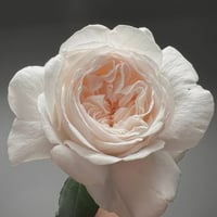 Image 4 of BLUSH SNOW ROSE