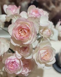 Image 4 of Pre-Order - LAROSE OPTIMISTE ROSE