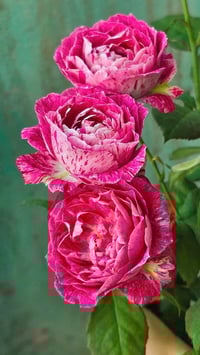 Image 4 of LADY CANDLE ROSE