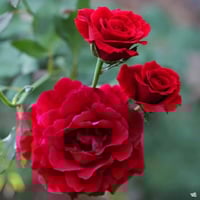 Image 4 of Pre-Order - DON JUAN CLIMBING ROSE
