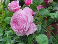 Image 4 of SPIRIT OF FREEDOM CLIMBING ROSE (Ausbite)