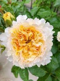 Image 4 of Pre-Order - BEATRICE ROSE