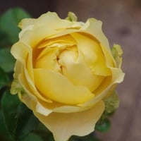 Image 4 of ALL FOUR ROMANCE ROSE