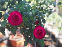 Image 4 of YVES JARDIN PARFUME ROSE